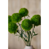 light green dianthus stem