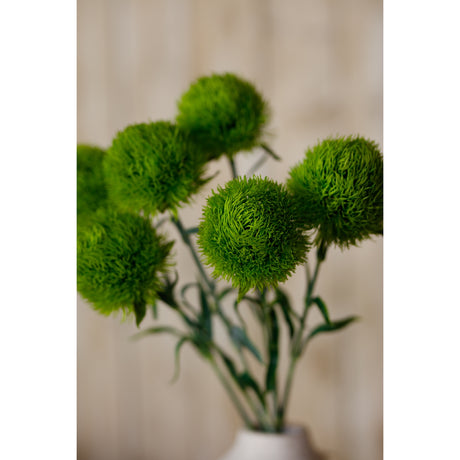 light green dianthus stem