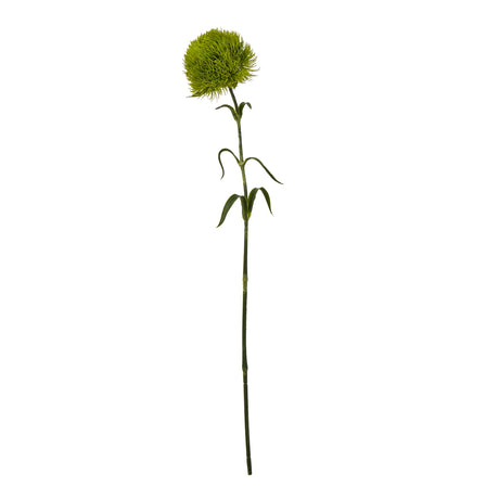 light green dianthus stem