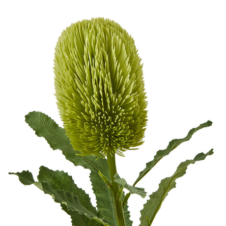large green banksia serrata stem