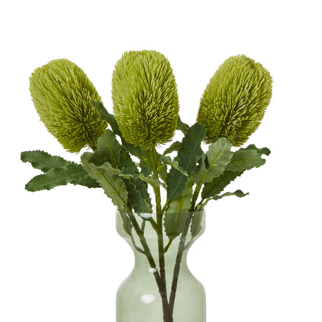 large green banksia serrata stem