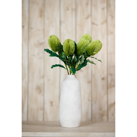 large green banksia serrata stem