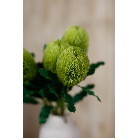 large green banksia serrata stem