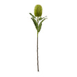 large green banksia serrata stem