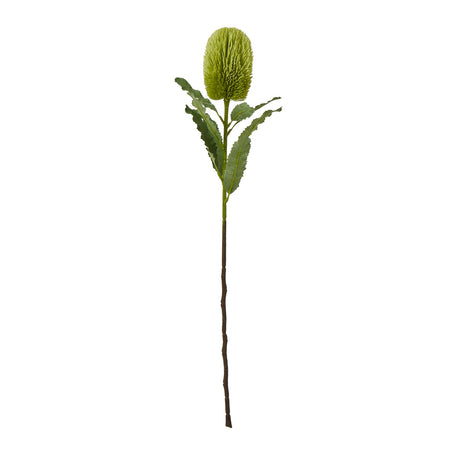 large green banksia serrata stem
