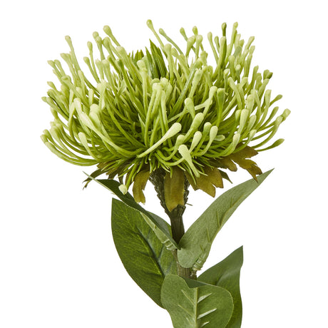 green protea lorea stem