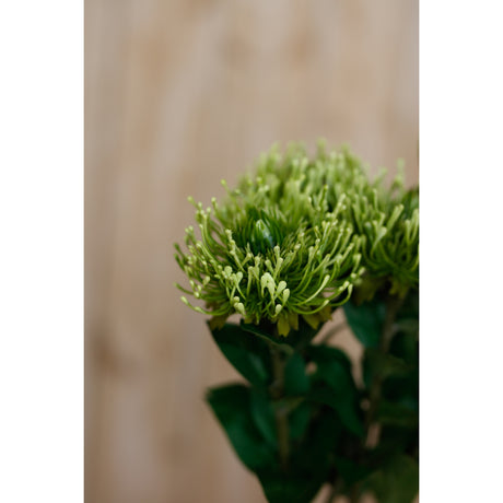 green protea lorea stem