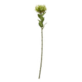 Daphne Protea Lorea Stem