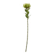 green protea lorea stem