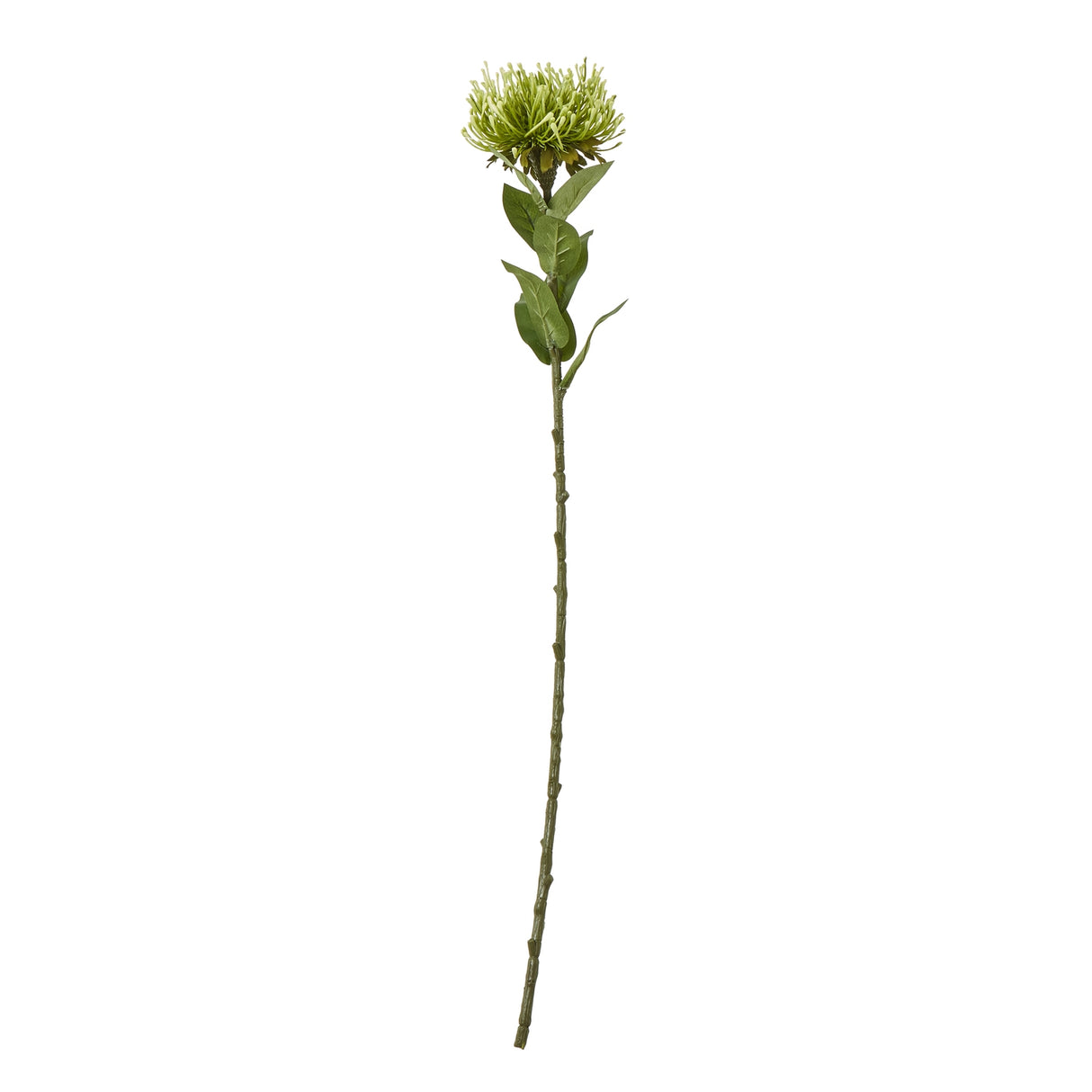 green protea lorea stem