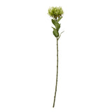 green protea lorea stem