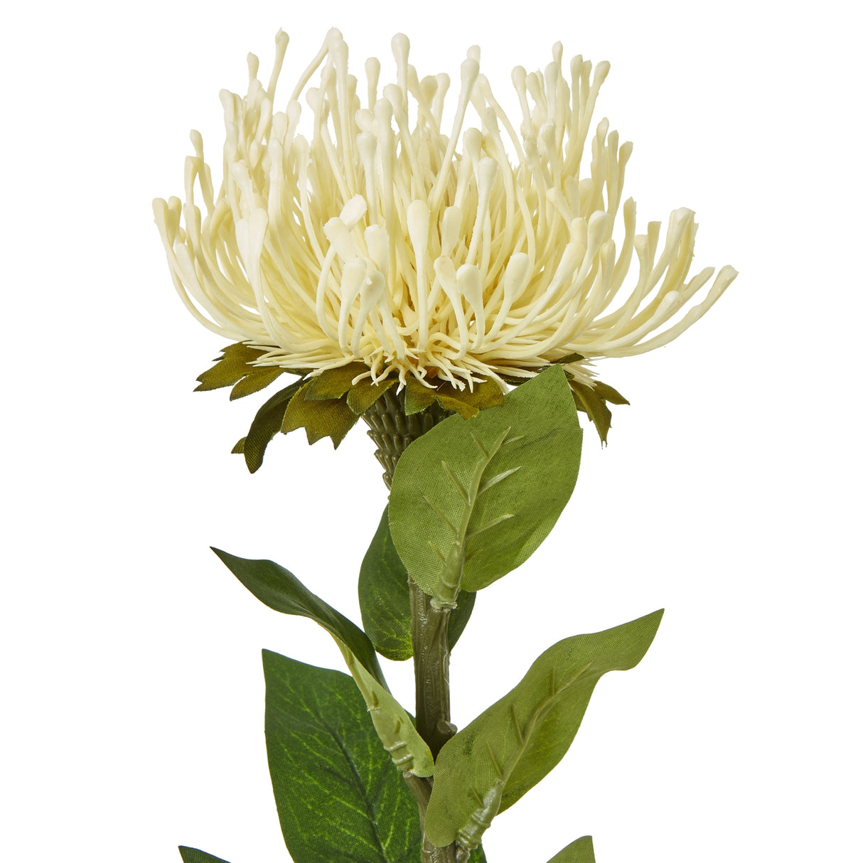 cream protea lorea stem
