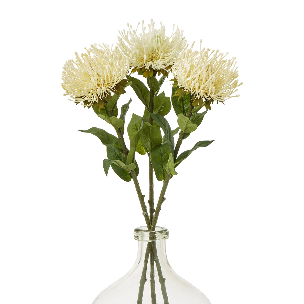 cream protea lorea stem