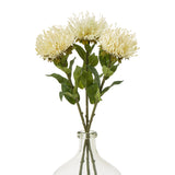 cream protea lorea stem