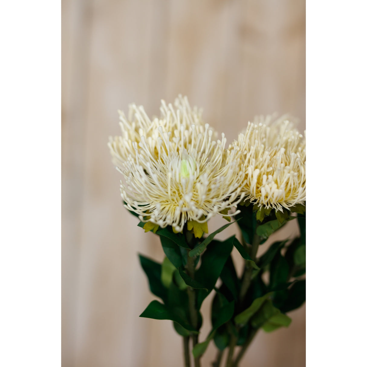 cream protea lorea stem