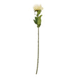 cream protea lorea stem