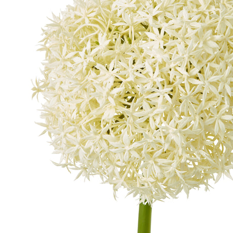 cream giant allium stem