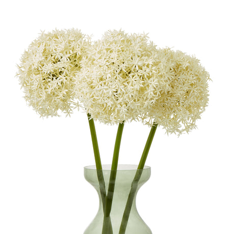 cream giant allium stem