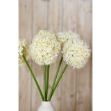 cream giant allium stem