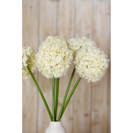 cream giant allium stem