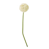 cream giant allium stem