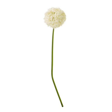cream giant allium stem