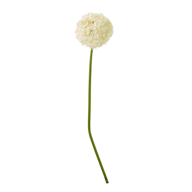 cream giant allium stem