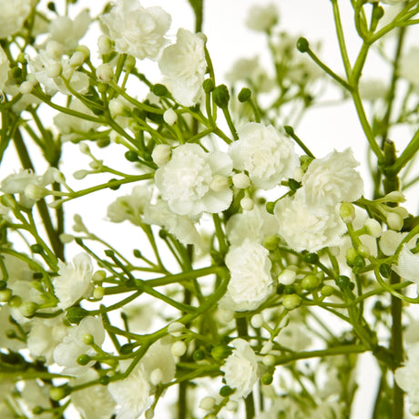 cream gypsophila spray