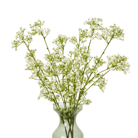 cream gypsophila spray