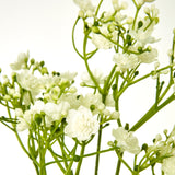 cream gypsophila stem
