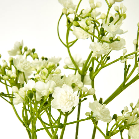 cream gypsophila stem