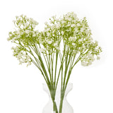 cream gypsophila stem