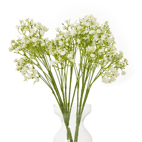 cream gypsophila stem
