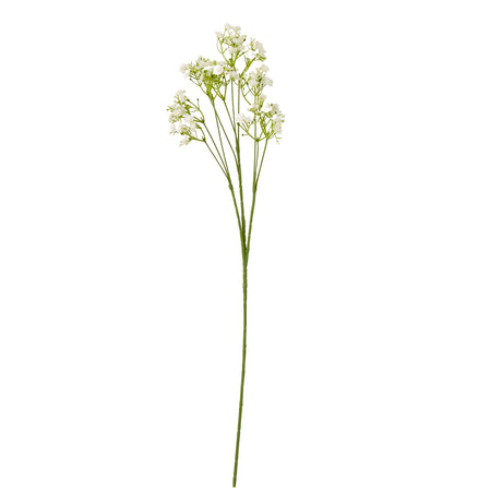 cream gypsophila stem