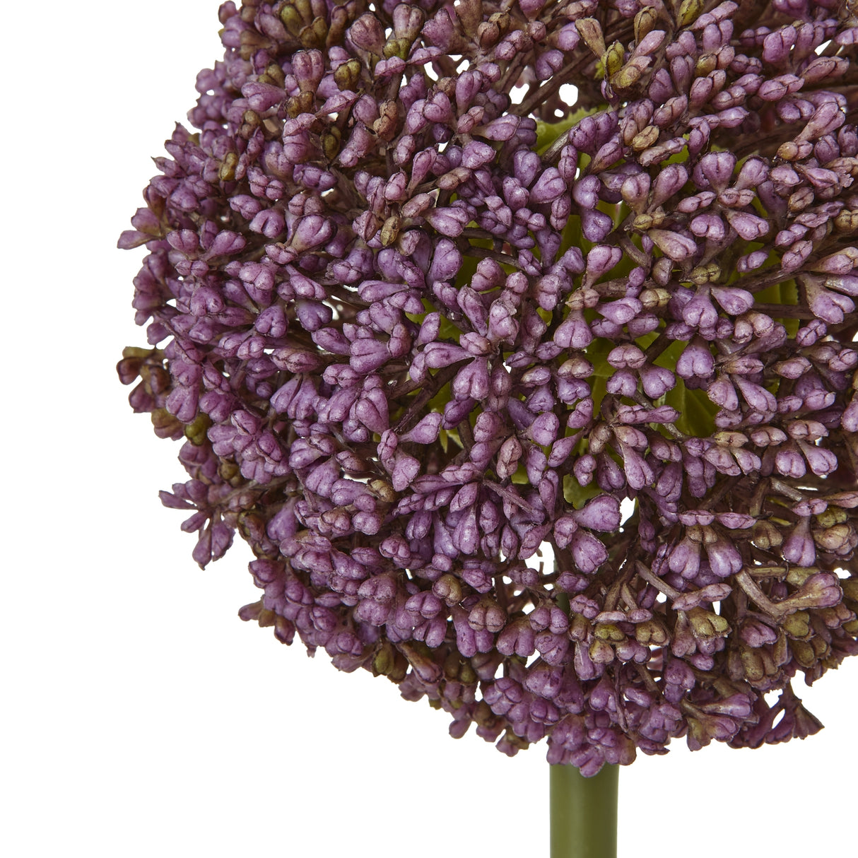 purple allium stem