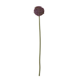 Violette Purple Allium Stem