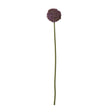 purple allium stem