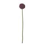 purple allium stem