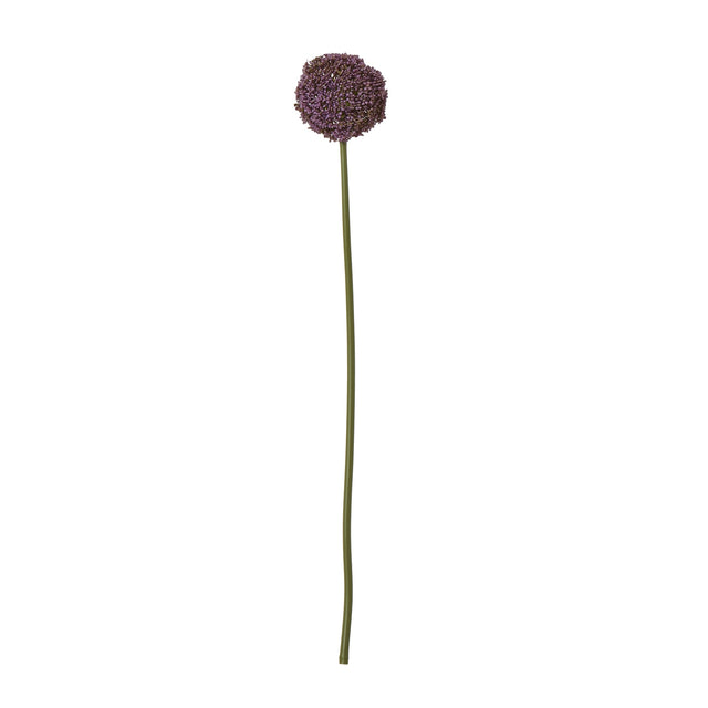 purple allium stem