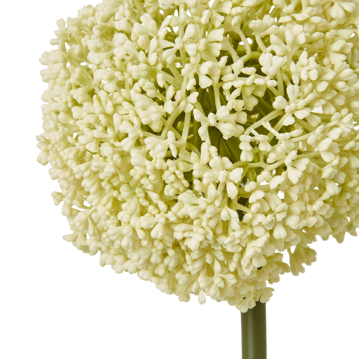 cream allium stem