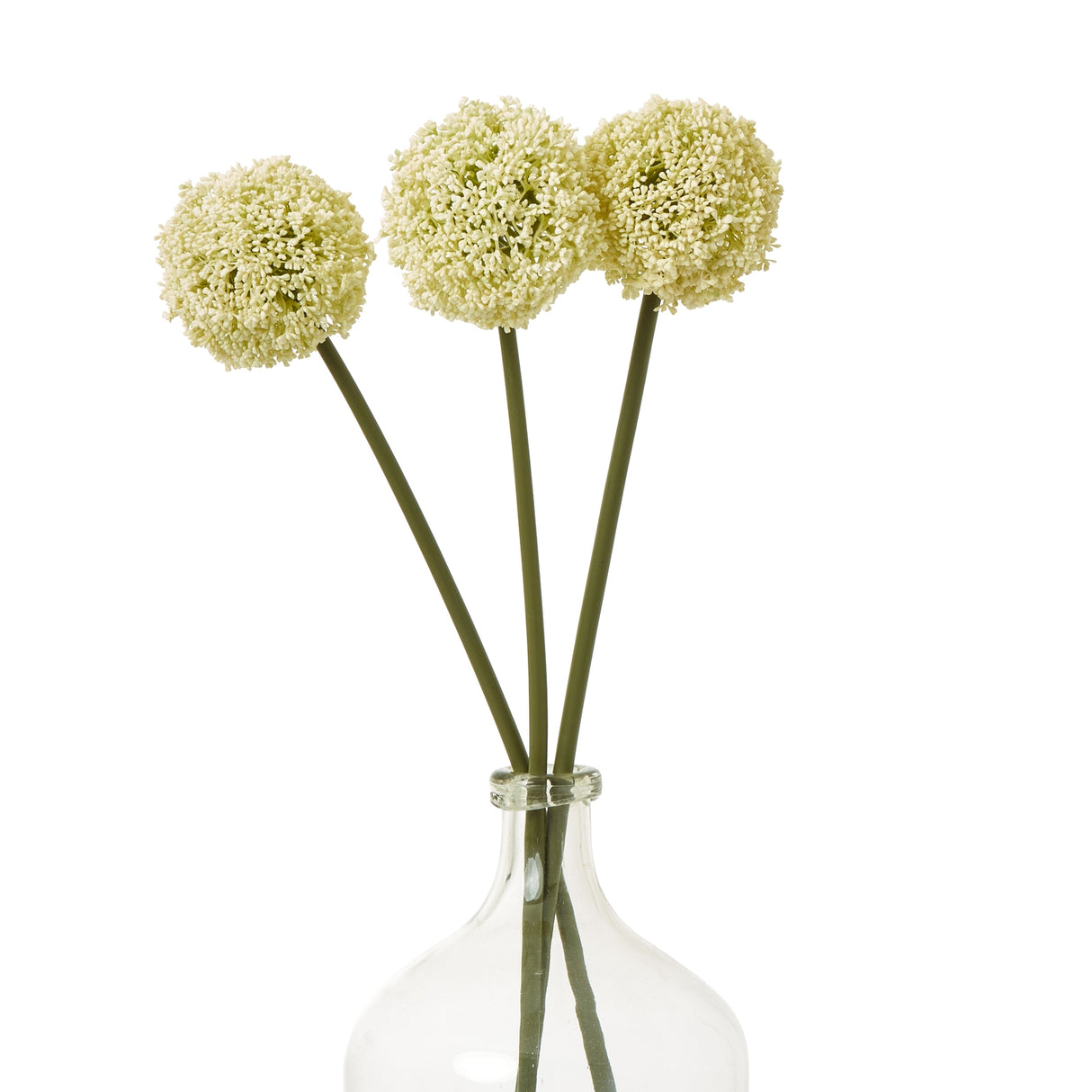 cream allium stem