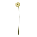 cream allium stem