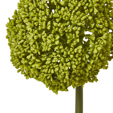 green allium stem