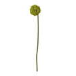 green allium stem