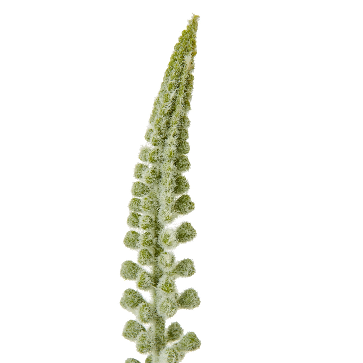 white eremurus stem