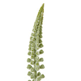white eremurus stem