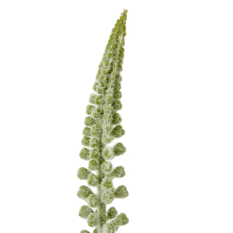 white eremurus stem