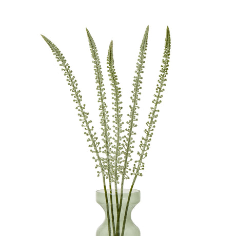 white eremurus stem