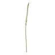 white eremurus stem