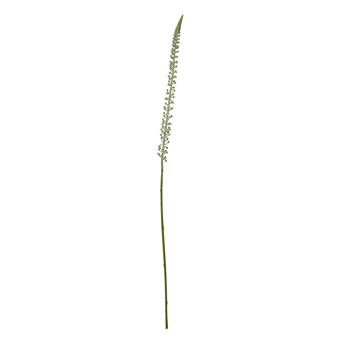 white eremurus stem